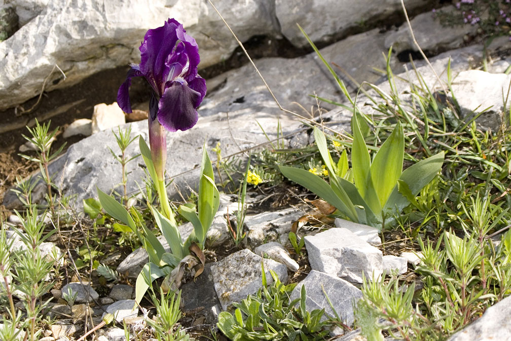 Iris lutescens / Giaggiolo tirrenico